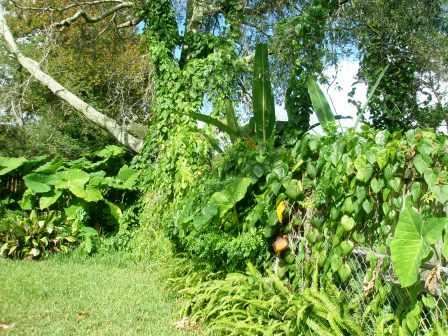 Unkept plants and vegetation overtaking a home.